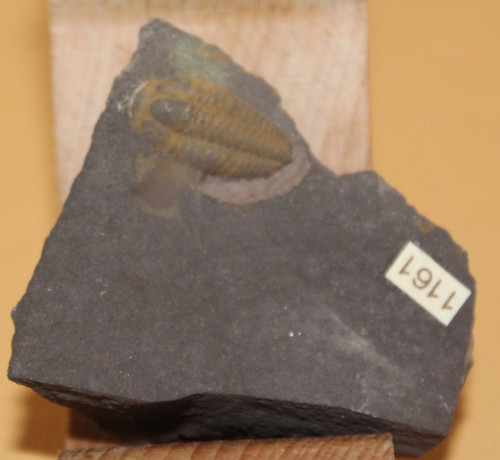 Litavkaspis rejkovicensis - litavkaspis,