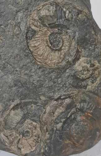 Ammonit cluster spur - spur, in