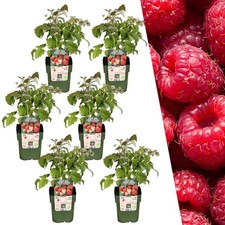 Himbeeren Pflanzen Bio | 6