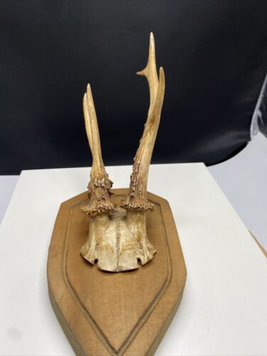 Rehgeweihe jagdtrophäe - rehgeweihe,,