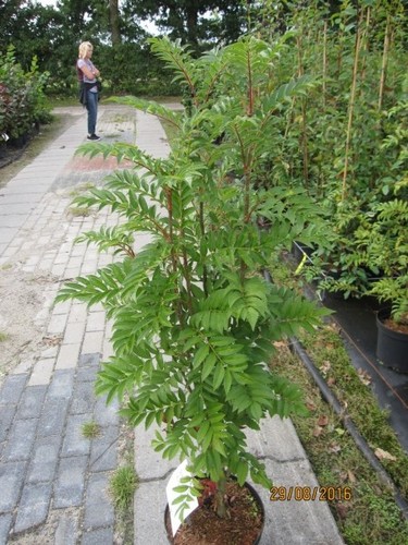 Sorbus aucuparia autumn spire - aucuparia,