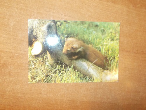 Junger steinmarder marder - ak,