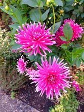 rosa-rote Dahlien Knollen, ca