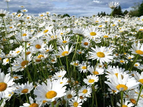 000 samen wiesen margerite - wiesen,