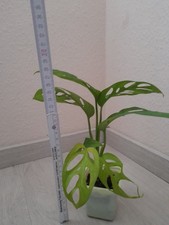 Monstera Adansonii Mint Variegata