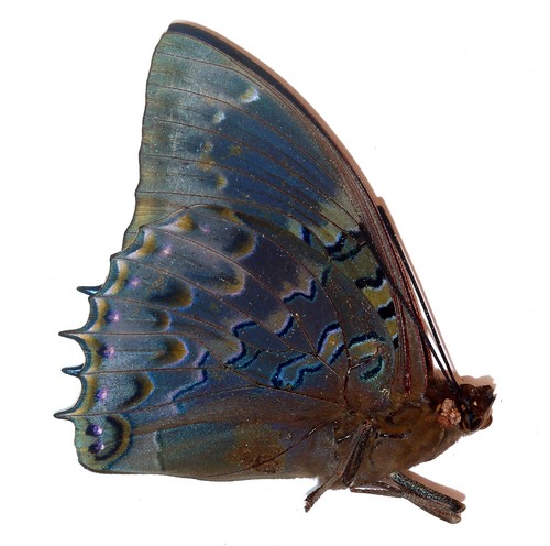 Schmetterlinge nymphalidae - schmetterlinge,,