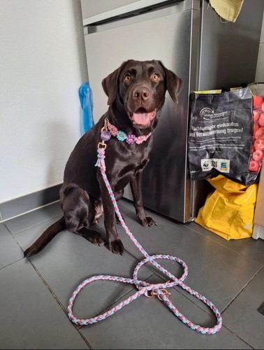 Wunderschönes set für hunde - set, hunde-