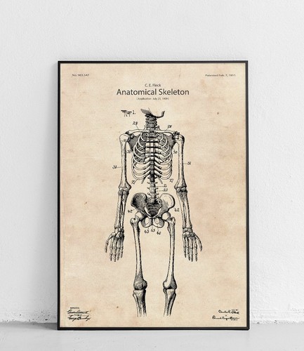 Menschliches skelett plakat - menschliches,