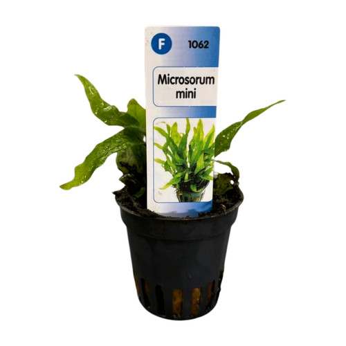 Microsorum mini kleinster - microsorum,