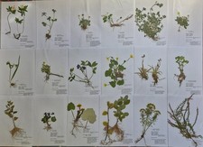 Herbarium 25 Pflanzen mit