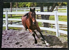 Pferdepostkarte, AK Pferde