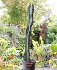 Euphorbia ingens,  Western-Kaktus,  Kübelpflanze, Kandelaberwolfsmilch,10 Samen