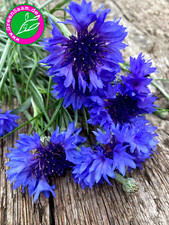 BLAUE KORNBLUME 🐝 200 +