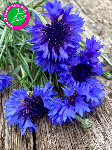 Blaue kornblume 200 - blaue, 🐝