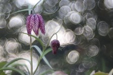 Trioplan Objektiv Meyer Optik