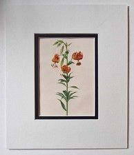 GROVE Lilium Pardalinum, 1943