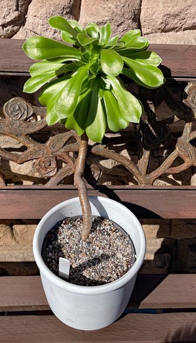 Aeonium canariense - aeonium,