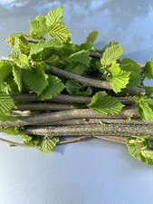 Haselnuss ,Äste, Zweige