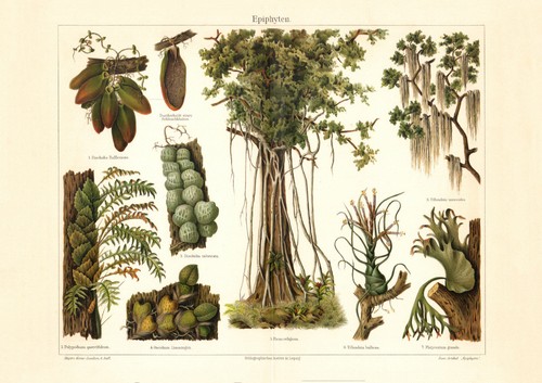 Epiphyten historischer druck - historischer,