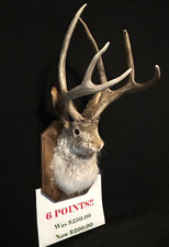 6  Pt. Jackalope REAL Antlers