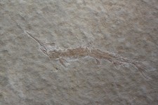 Schnabelfisch aspidorhynchus - schnabelfisch,