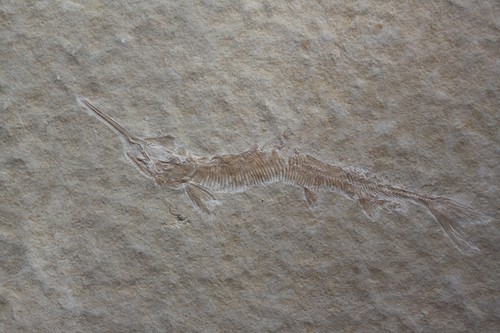 Schnabelfisch aspidorhynchus - schnabelfisch,