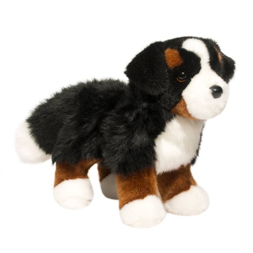 Stevie berner sennenhund - stevie,
