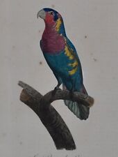 Jacques Barraband (1767-1809)