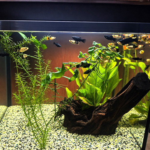 Komplettes aquarium fische - komplettes, aquarium,