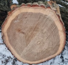 Holzscheibe Eiche 50-60cm