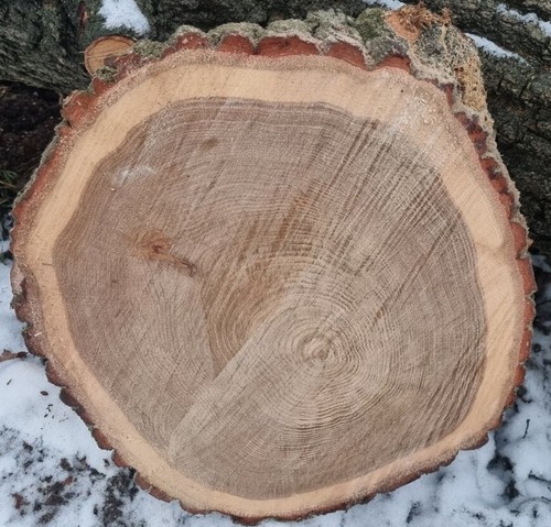Holzscheibe eiche 60cm - holzscheibe, 50-60cm