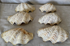 6x große Muscheln / Muschel /