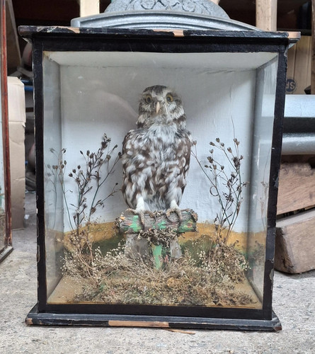 Antike taxidermie kleine eule - antike,
