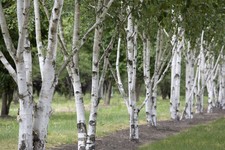 Betula utilis, Himalaya-Birke