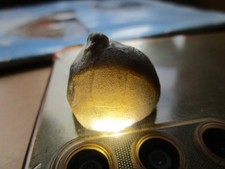 versteinerter Seeigel mit