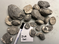 Ammoniten Pleuroceras spinatum