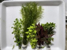 5 Bund Aquariumpflanzen