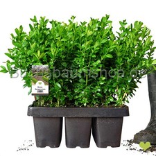 1-Meter-Buchsbaum Hecke 'BASIS XL'  20-25cm o.Topf-Premiumqualität - 3L