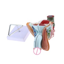 1:1 Lebensgroßes Männliche