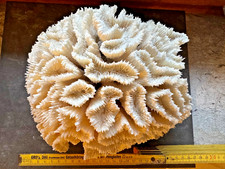 Große natürliche Koralle ~20–22 cm – weißes Korallenskelett – Deko Meer – mariti