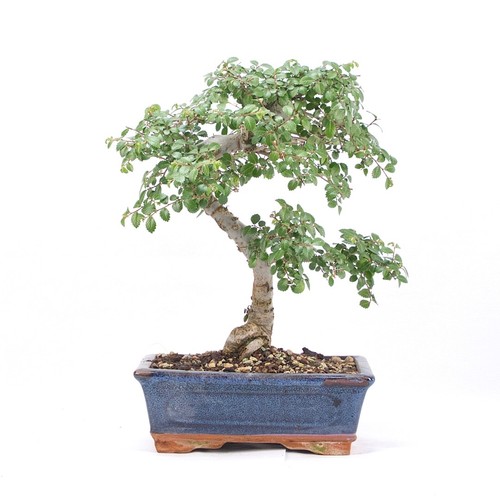 Bonsai chinesische ulme - bonsai,