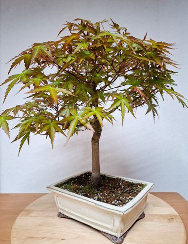 Bonsai acer palmatum - bonsai,