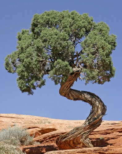 Samen bonsai utah wacholder - utah,