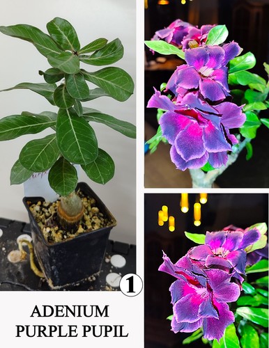 Adenium purple pupil - adenium,