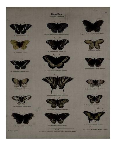 Vintage schmetterlingssammlung - vintage,