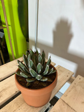 Agave Victoria Reginae 20-30cm