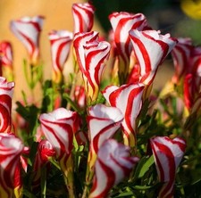 Oxalis Versicolor Zwiebel Candy Cane Flowers 1 Zwiebel Rhizom