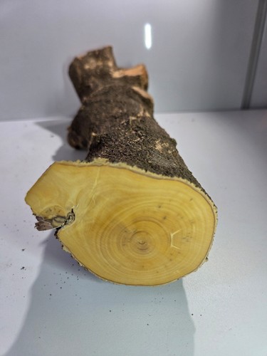 Stamm drechselholz buchsbaum - drechselholz,