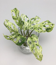 Monstera Adansonii Frozen Freckles variegata Stammstecklinge