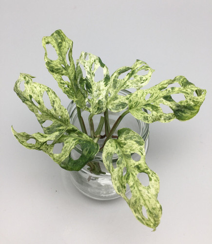 Monstera adansonii frozen - monstera,